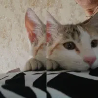 گربه