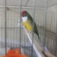 زیباتر از نقاشی پرنده ای رویایی|پرنده|گتوند, |دیوار