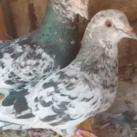 جفت سار هفت‌رنگ به شرط
