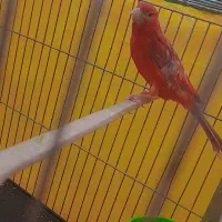 قناری|پرنده|بروجرد, |دیوار