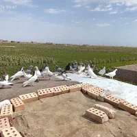 جوجه دسته پر چندتام جوانه