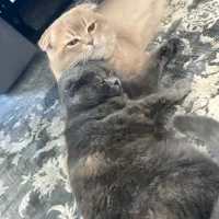 گربه نر اسکاتیش