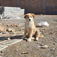 سگ لاس توله