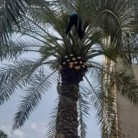 بریدن نخل قطع نخل هرس نخل س نخل بریدن درخت تمیزنخل|خدمات باغبانی و درختکاری|اهواز, کیانپارس |دیوار
