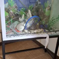 آکواریوم سایز بزرگ همراه پایه و تجهیزات کامل|ماهی|بندرعباس, |دیوار