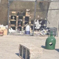 قفس بزرگ ۲×۲|پرنده|اصفهان, خانه اصفهان|دیوار