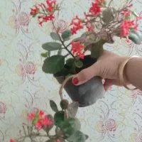 گل و
