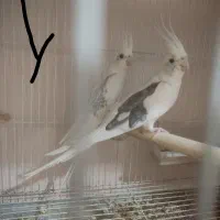 عروس هلندی دوکت البینو دوکت لوتینو زعفرونی