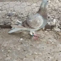 غوره ای پلاکی ناب