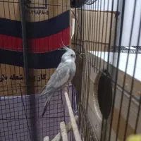 عروس هلندی نر