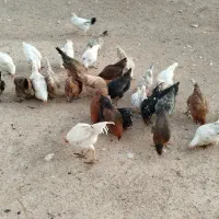 مرغ و خروس|حیوانات مزرعه|کوهدشت, |دیوار