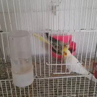 عروس هلندی|پرنده|شهرآباد, |دیوار