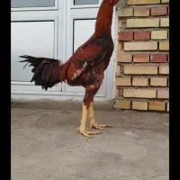 معاوضه بزغاله با خروس لاری