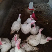 بوقلمون بیوتی|حیوانات مزرعه|گنبد کاووس, |دیوار