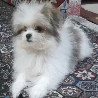 پامر خرسی|سگ|مشهد, شهرک شیرین|دیوار