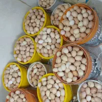 تولید و فروش کند یومورتاسی ۱۲ تومن