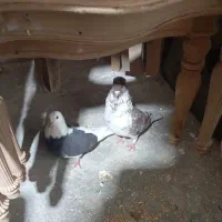 یک جفت کبوتر