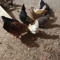 فروش ۸عدد نوچه مرغ ک ۴تاشون کاکلی هستن
