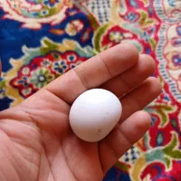 سنگ الماس اسیاب|کلکسیون اشیاء عتیقه|شیراز, اصلاح‌نژاد|دیوار