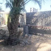 فروش نخل سالم وزنده