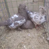 کفتر همه جفتی خوشکل ضمانتی
