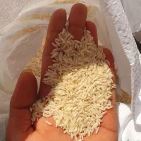 فروش فوری برنج طارم خالص اصل درجه یک|خوردنی و آشامیدنی|قائم‌شهر, |دیوار