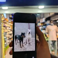 سگ دوبرمن ماده