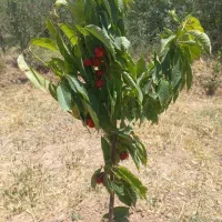 زمین-کشاورزی