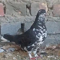 مجسمه افشون