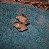 فسیل صدف دوطرفه|کلکسیون اشیاء عتیقه|کوهدشت, |دیوار