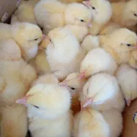 جوجه گوشتی درجه ۱راس پلاس