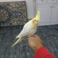 طوطی عروس هلندی ۳ عدد در شهریار فردوسیه