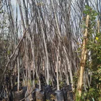 تولیدکننده پسته و نهال های مثمر غیر مثمر