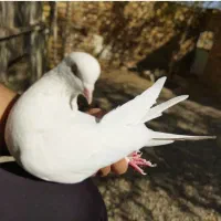 کبوتر پرشی کاشان|پرنده|کاشان, طاهرآباد|دیوار