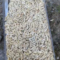 فروش چند گونی گندم و جو در کوهنانی