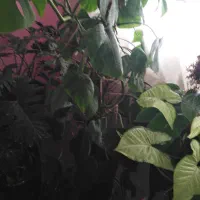 گل و گیاه طبیعی|گل و گیاه طبیعی|تهران, سلسبیل شمالی|دیوار