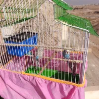 چهار عدد مرغ عشق