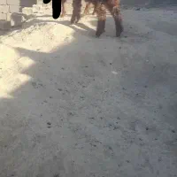 بزغاله نرپاکستانی نصل ۲قلو بره ماده بختیاری|حیوانات مزرعه|مشهد, توس (بلوار توس)|دیوار