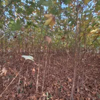 چنار سفید اصفهان|خدمات باغبانی و درختکاری|شاندیز, |دیوار