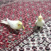 عروس هلندی ماده با قفس بزرگ ۹۰سانتی۲۵۰۰