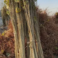 نهالستان فروش ویژه انواع نهال تضمینی|خدمات باغبانی و درختکاری|سنندج, |دیوار