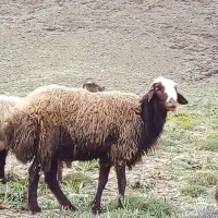 قوچ همو هترو بشرط دوقلوزایی ۳شیره