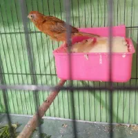 قناری ماده|پرنده|شیراز, شهرک مهرگان|دیوار