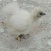 مرغ ابریشمی|حیوانات مزرعه|سنگدوین, |دیوار