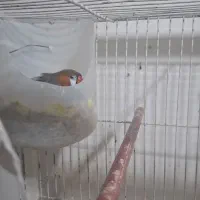 فنچ کینگ|پرنده|مشهد, رده|دیوار