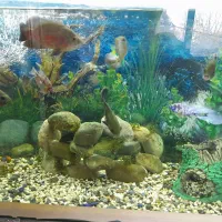 ماهی اسکار|ماهی|لنجان, |دیوار