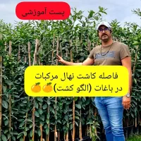 شروع فروش نهال های مرکبات تولیدی ما در سال 1404
