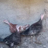 بوقلمون ماده تخم گذار چاق|حیوانات مزرعه|هشتگرد, خور|دیوار