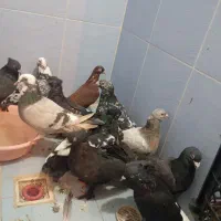 کفتر پرشی بازی کن به شرط|پرنده|شیراز, سهل‌آباد|دیوار