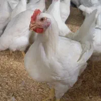 واگذاری ۸۰۰تا مرغ گوشتی